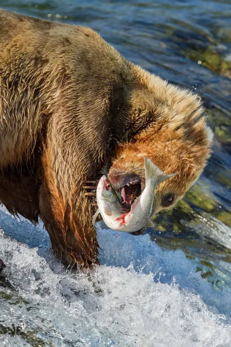Framed Print : Adult brown bear (Ursus arctos) foraging for salmon at the Brooks River, Katmai National Park, Alaska, United States of America Framed Print : Adult brown bear (Ursus arctos) foraging for salmon at the Brooks River, Katmai National Park, Alaska, United States of America