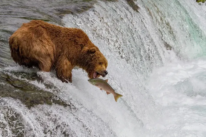 Framed Print : Adult brown bear (Ursus arctos) foraging for salmon at the Brooks River, Katmai National Park, Alaska, United States of America Framed Print : Adult brown bear (Ursus arctos) foraging for salmon at the Brooks River, Katmai National Park, Alaska, United States of America