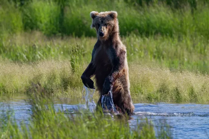 Framed Print : Adult brown bear (Ursus arctos) foraging for salmon at the Brooks River, Katmai National Park, Alaska, United States of America Framed Print : Adult brown bear (Ursus arctos) foraging for salmon at the Brooks River, Katmai National Park, Alaska, United States of America