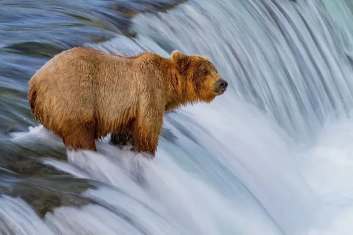Framed Print : Adult brown bear (Ursus arctos) foraging for salmon at the Brooks River, Katmai National Park, Alaska, United States of America Framed Print : Adult brown bear (Ursus arctos) foraging for salmon at the Brooks River, Katmai National Park, Alaska, United States of America
