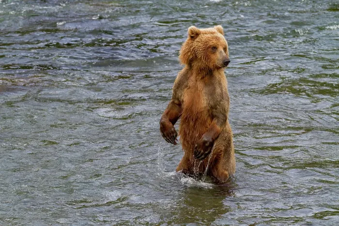 Framed Print : Adult brown bear (Ursus arctos) foraging for salmon at the Brooks River, Katmai National Park, Alaska, United States of America Framed Print : Adult brown bear (Ursus arctos) foraging for salmon at the Brooks River, Katmai National Park, Alaska, United States of America