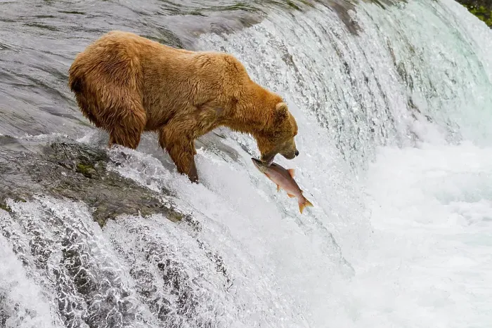 Framed Print : Adult brown bear (Ursus arctos) foraging for salmon at the Brooks River, Katmai National Park, Alaska, United States of America Framed Print : Adult brown bear (Ursus arctos) foraging for salmon at the Brooks River, Katmai National Park, Alaska, United States of America