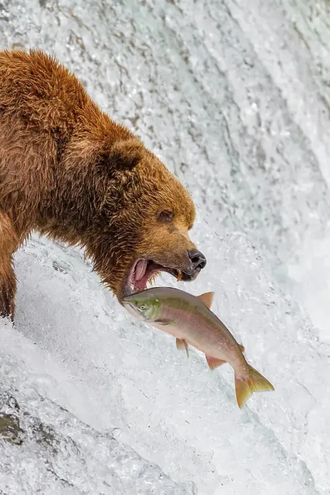 Framed Print : Adult brown bear (Ursus arctos) foraging for salmon at the Brooks River, Katmai National Park, Alaska, United States of America Framed Print : Adult brown bear (Ursus arctos) foraging for salmon at the Brooks River, Katmai National Park, Alaska, United States of America