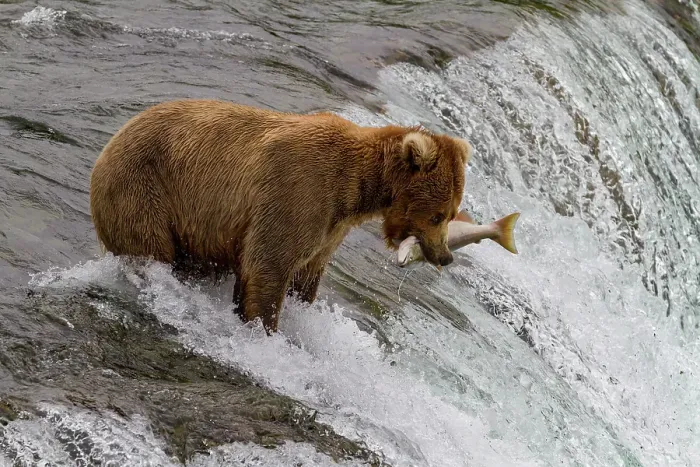 Framed Print : Adult brown bear (Ursus arctos) foraging for salmon at the Brooks River, Katmai National Park, Alaska, United States of America Framed Print : Adult brown bear (Ursus arctos) foraging for salmon at the Brooks River, Katmai National Park, Alaska, United States of America