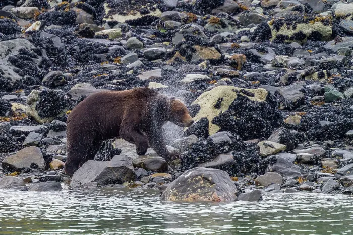Framed Print : Adult brown bear (Ursus arctos) shaking water from its fur near whale carcass in Glacier Bay National Park, Alaska, United States of America Framed Print : Adult brown bear (Ursus arctos) shaking water from its fur near whale carcass in Glacier Bay National Park, Alaska, United States of America
