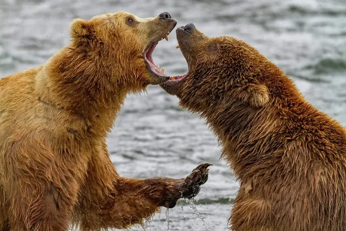 Framed Print : Adult brown bears (Ursus arctos) disputing fishing rights for salmon in the Brooks River, Katmai National Park, Alaska, United States of America Framed Print : Adult brown bears (Ursus arctos) disputing fishing rights for salmon in the Brooks River, Katmai National Park, Alaska, United States of America
