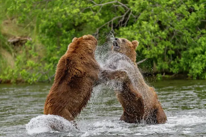 Framed Print : Adult brown bears (Ursus arctos) disputing fishing rights for salmon at the Brooks River, Katmai National Park, Alaska, United States of America Framed Print : Adult brown bears (Ursus arctos) disputing fishing rights for salmon at the Brooks River, Katmai National Park, Alaska, United States of America