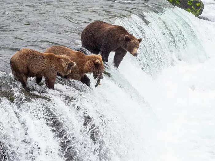 Framed Print : Adult brown bears (Ursus arctos) fishing for salmon at Brooks Falls, Katmai National Park and Preserve, Alaska, United States of America, North America Framed Print : Adult brown bears (Ursus arctos) fishing for salmon at Brooks Falls, Katmai National Park and Preserve, Alaska, United States of America, North America