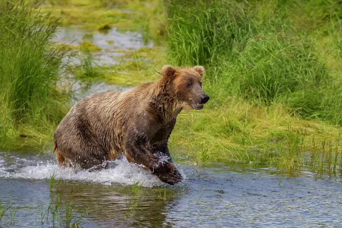 Framed Print : Adult brown bears (Ursus arctos) foraging for salmon at the Brooks River, Katmai National Park, Alaska, United States of America