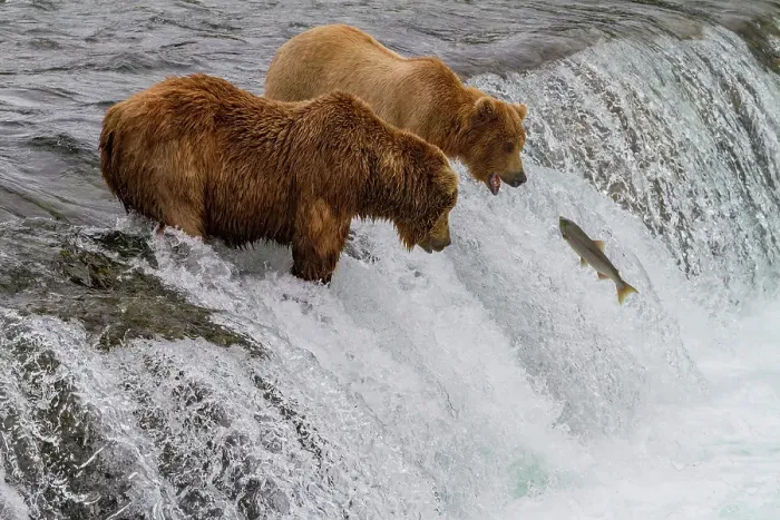 Framed Print : Adult brown bears (Ursus arctos) foraging for salmon at the Brooks River, Katmai National Park, Alaska, United States of America