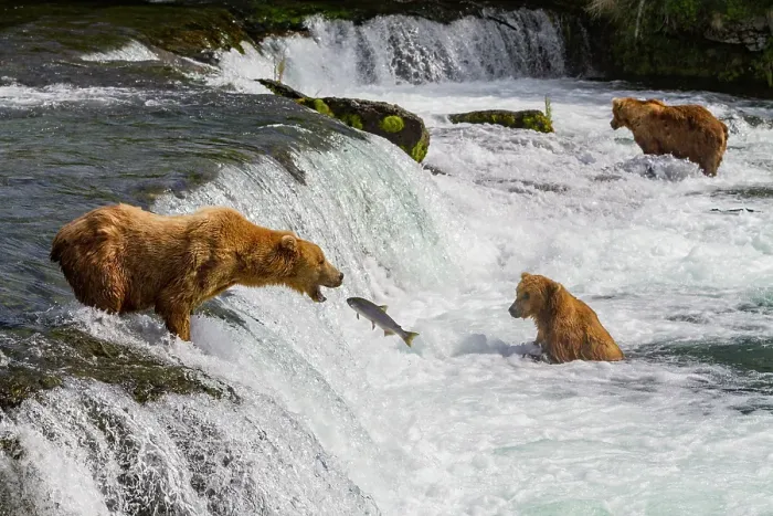 Framed Print : Adult brown bears (Ursus arctos) foraging for salmon at the Brooks River, Katmai National Park, Alaska, United States of America Framed Print : Adult brown bears (Ursus arctos) foraging for salmon at the Brooks River, Katmai National Park, Alaska, United States of America