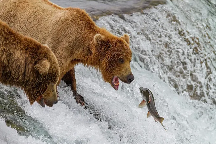Framed Print : Adult brown bears (Ursus arctos) foraging for salmon at the Brooks River, Katmai National Park, Alaska, United States of America