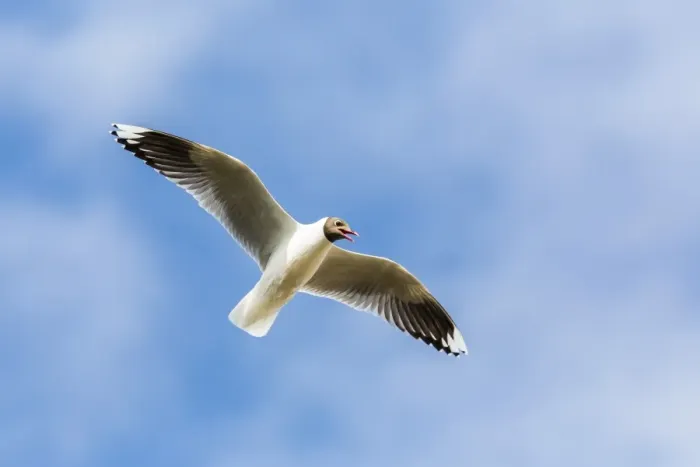 Framed Print : Adult brown-hooded gull (Larus maculipennis), Puerto Pyramides, Peninsula Valdes, Argentina, South America Framed Print : Adult brown-hooded gull (Larus maculipennis), Puerto Pyramides, Peninsula Valdes, Argentina, South America