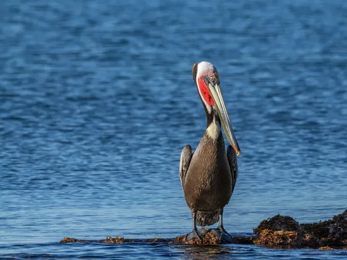 Framed Print : Adult brown pelican (Pelecanus occidentalis), on a small islet near Isla Salsipuedes, Baja California, Mexico, North America Framed Print : Adult brown pelican (Pelecanus occidentalis), on a small islet near Isla Salsipuedes, Baja California, Mexico, North America