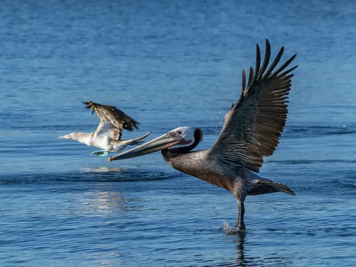 Framed Print : Adult brown pelican (Pelecanus occidentalis), taking flight on a small islet near Isla Salsipuedes, Baja California, Mexico, North America Framed Print : Adult brown pelican (Pelecanus occidentalis), taking flight on a small islet near Isla Salsipuedes, Baja California, Mexico, North America