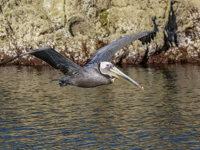 Framed Print : Adult brown pelican (Pelecanus occidentalis), taking flight on a small islet near Isla Salsipuedes, Baja California, Mexico, North America Framed Print : Adult brown pelican (Pelecanus occidentalis), taking flight on a small islet near Isla Salsipuedes, Baja California, Mexico, North America