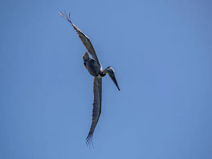 Framed Print : Adult brown pelican (Pelecanus occidentalis), plunge diving for fish, Isla Carmen, Baja California Sur, Mexico, North America Framed Print : Adult brown pelican (Pelecanus occidentalis), plunge diving for fish, Isla Carmen, Baja California Sur, Mexico, North America