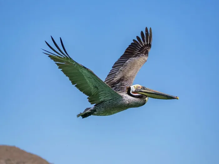 Framed Print : Adult brown pelican (Pelecanus occidentalis), in flight, Isla Carmen, Baja California Sur, Mexico, North America Framed Print : Adult brown pelican (Pelecanus occidentalis), in flight, Isla Carmen, Baja California Sur, Mexico, North America