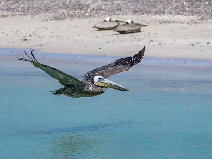 Framed Print : Adult brown pelican (Pelecanus occidentalis), in flight, Isla Carmen, Baja California Sur, Mexico, North America Framed Print : Adult brown pelican (Pelecanus occidentalis), in flight, Isla Carmen, Baja California Sur, Mexico, North America