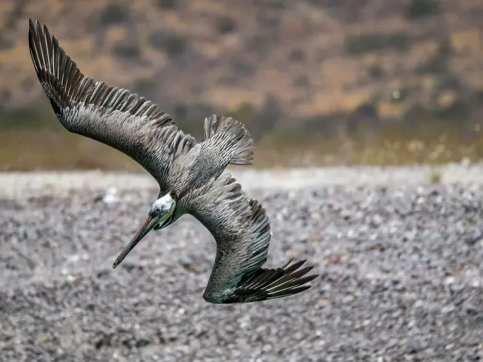 Framed Print : Adult brown pelican (Pelecanus occidentalis), plunge diving for fish, Isla Carmen, Baja California Sur, Mexico, North America Framed Print : Adult brown pelican (Pelecanus occidentalis), plunge diving for fish, Isla Carmen, Baja California Sur, Mexico, North America