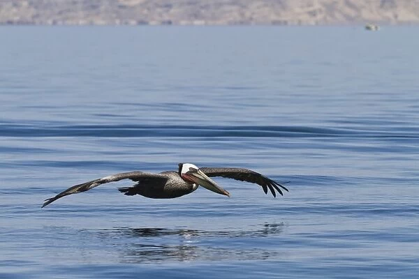 Adult brown pelican (Pelecanus occidentalis), Gulf of California (Sea of Cortez), Baja California, Mexico, North America