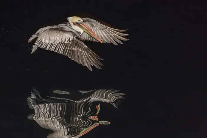 Framed Print : An adult brown pelican (Pelecanus occidentalis) at night near Isla Santa Catalina