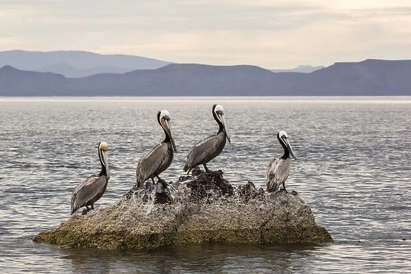 Adult brown pelicans (Pelecanus occidentalis), Isla Ildefonso, Baja California Sur