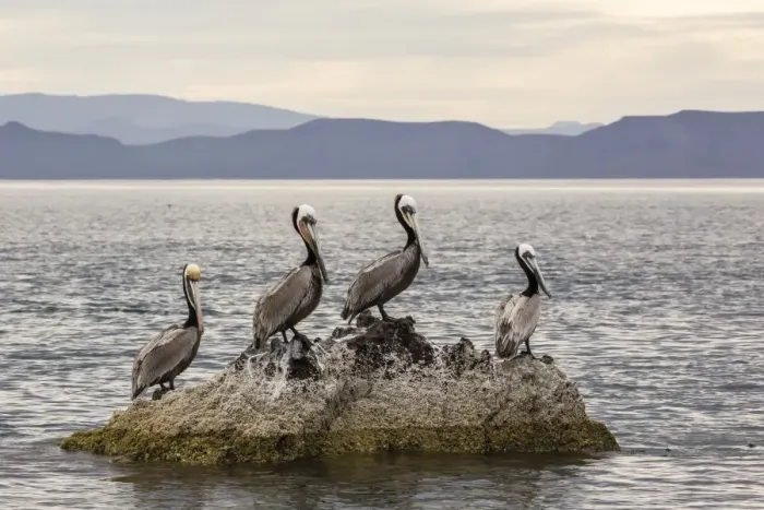 Framed Print : Adult brown pelicans (Pelecanus occidentalis), Isla Ildefonso, Baja California Sur Framed Print : Adult brown pelicans (Pelecanus occidentalis), Isla Ildefonso, Baja California Sur