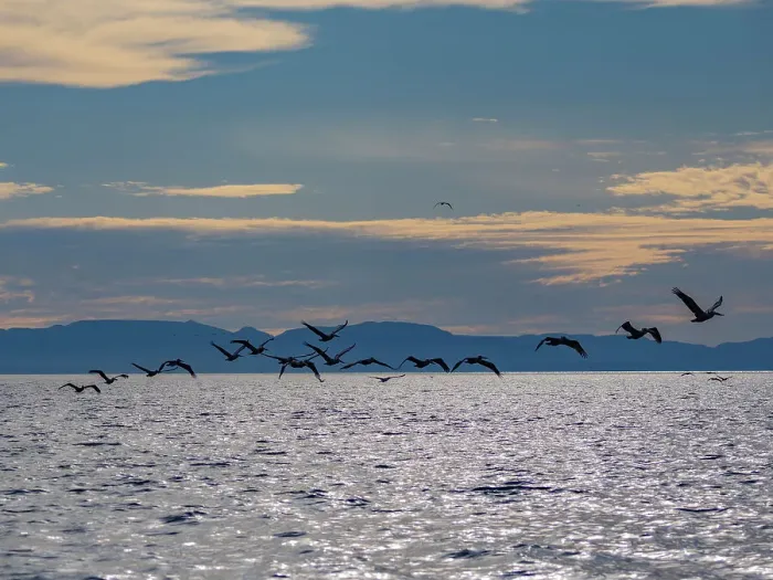 Framed Print : Adult brown pelicans (Pelecanus occidentalis), in formation in flight near Isla Tortuga, Baja California, Mexico, North America Framed Print : Adult brown pelicans (Pelecanus occidentalis), in formation in flight near Isla Tortuga, Baja California, Mexico, North America
