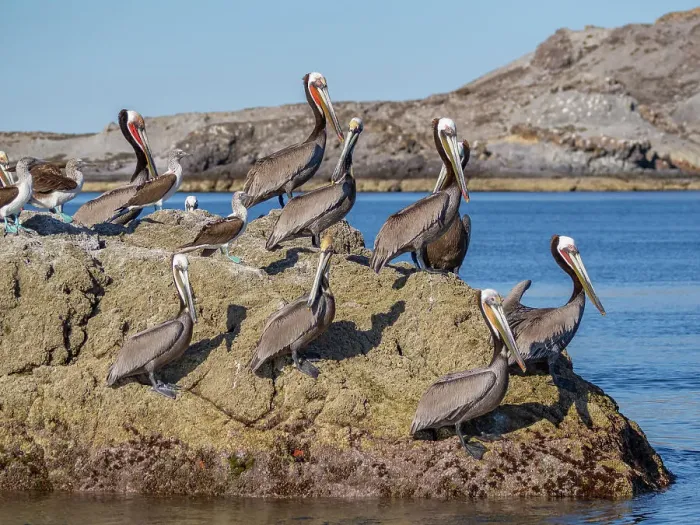 Framed Print : Adult brown pelicans (Pelecanus occidentalis), on a small islet near Isla Salsipuedes, Baja California, Mexico, North America Framed Print : Adult brown pelicans (Pelecanus occidentalis), on a small islet near Isla Salsipuedes, Baja California, Mexico, North America