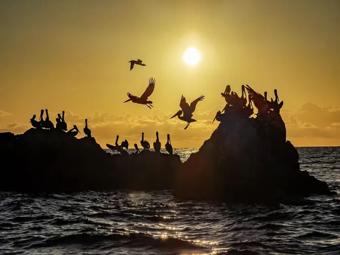 Framed Print : Adult brown pelicans (Pelecanus occidentalis), on a small islet near Isla San Marcos, Baja California, Mexico, North America Framed Print : Adult brown pelicans (Pelecanus occidentalis), on a small islet near Isla San Marcos, Baja California, Mexico, North America