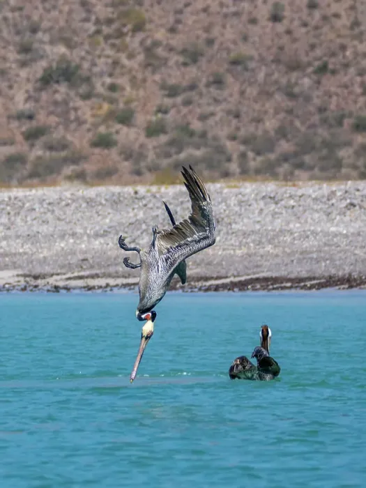 Framed Print : Adult brown pelicans (Pelecanus occidentalis), plunge diving for fish, Isla Carmen, Baja California Sur, Mexico, North America Framed Print : Adult brown pelicans (Pelecanus occidentalis), plunge diving for fish, Isla Carmen, Baja California Sur, Mexico, North America