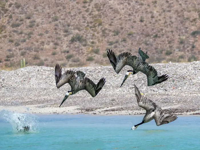 Framed Print : Adult brown pelicans (Pelecanus occidentalis), plunge diving for fish, Isla Carmen, Baja California Sur, Mexico, North America Framed Print : Adult brown pelicans (Pelecanus occidentalis), plunge diving for fish, Isla Carmen, Baja California Sur, Mexico, North America