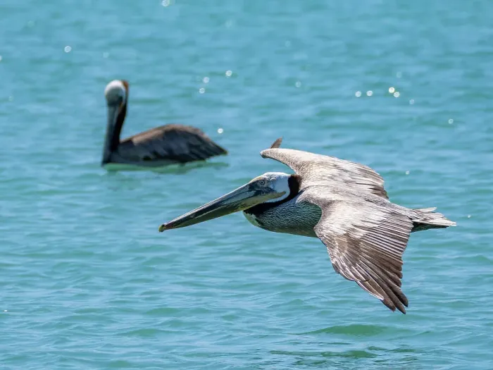 Framed Print : Adult brown pelicans (Pelecanus occidentalis), plunge diving for fish, Isla Carmen, Baja California Sur, Mexico, North America Framed Print : Adult brown pelicans (Pelecanus occidentalis), plunge diving for fish, Isla Carmen, Baja California Sur, Mexico, North America