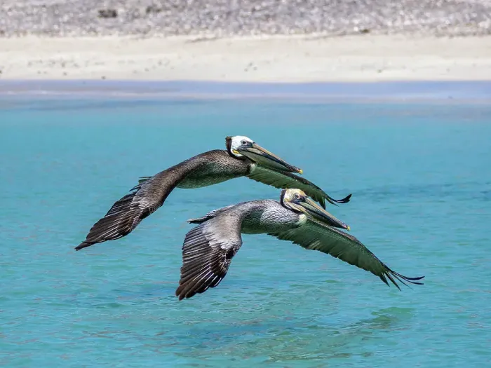 Framed Print : Adult brown pelicans (Pelecanus occidentalis), flying in formation, Isla Carmen, Baja California Sur, Mexico, North America Framed Print : Adult brown pelicans (Pelecanus occidentalis), flying in formation, Isla Carmen, Baja California Sur, Mexico, North America