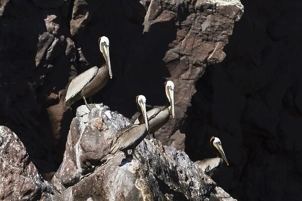 Adult brown pelicans (Pelecanus occidentalis), Gulf of California (Sea of Cortez), Baja California, Mexico, North America