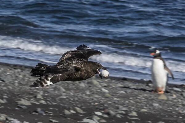 An adult brown skua (Stercorarius spp), in flight with a stolen penguin egg at Barrientos Island