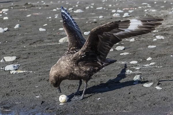 An adult brown skua (Stercorarius spp), with a stolen penguin egg at Barrientos Island