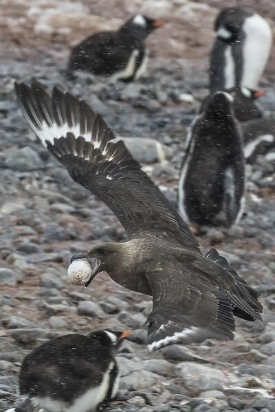 An adult brown skua (Stercorarius spp), with a stolen gentoo penguin egg at Cuverville Island