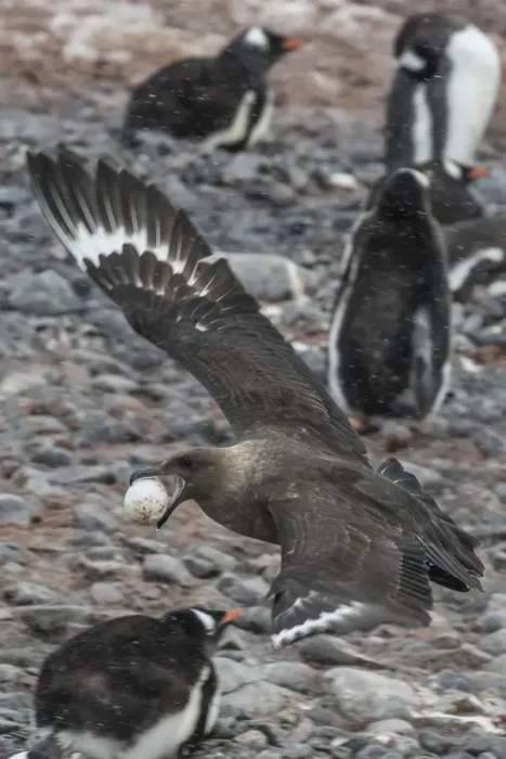 Framed Print : An adult brown skua (Stercorarius spp), with a stolen gentoo penguin egg at Cuverville Island Framed Print : An adult brown skua (Stercorarius spp), with a stolen gentoo penguin egg at Cuverville Island