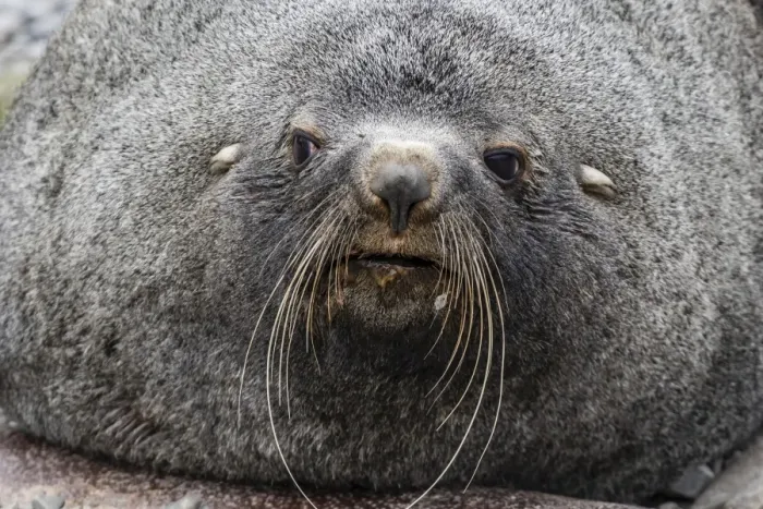 Framed Print : Adult bull Antarctic fur seal (Arctocephalus gazella), head detail, Stromness Harbor Framed Print : Adult bull Antarctic fur seal (Arctocephalus gazella), head detail, Stromness Harbor