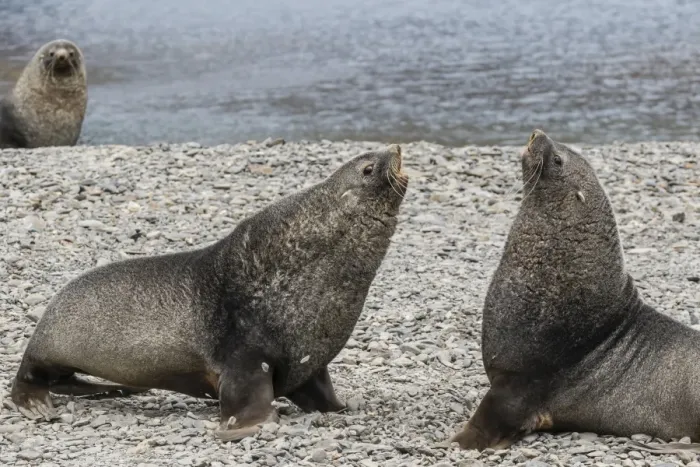Framed Print : Adult bull Antarctic fur seals (Arctocephalus gazella) fighting in Stromness Harbor Framed Print : Adult bull Antarctic fur seals (Arctocephalus gazella) fighting in Stromness Harbor
