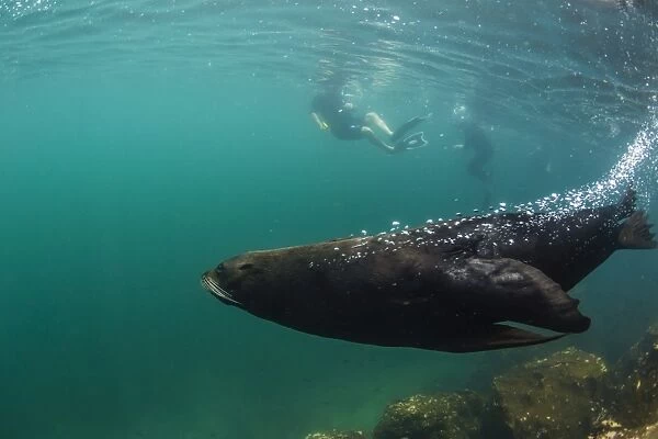 Adult bull Galapagos fur seal (Arctocephalus galapagoensis) underwater on Genovesa Island