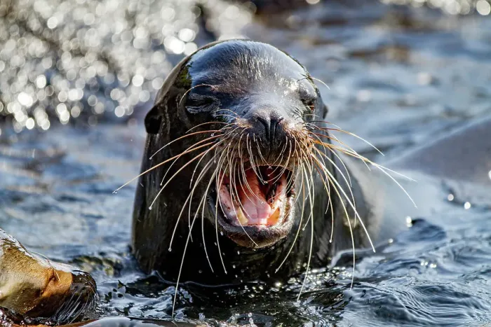 Framed Print : Adult bull Galapagos sea lion (Zalophus wollebaeki) posturing on Fernandina Island in the Galapagos Islands, UNESCO World Heritage Site, Ecuador, South America Framed Print : Adult bull Galapagos sea lion (Zalophus wollebaeki) posturing on Fernandina Island in the Galapagos Islands, UNESCO World Heritage Site, Ecuador, South America