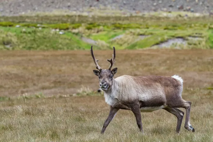 Framed Print : An adult bull introduced reindeer (Rangifer tarandus) before eradication in Stromness Bay, South Georgia, Polar Regions
