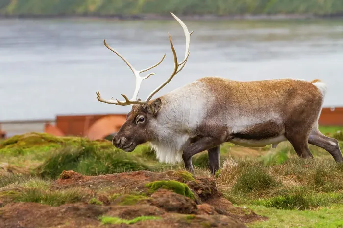 Framed Print : An adult bull introduced reindeer (Rangifer tarandus) before eradication in Stromness Bay, South Georgia, Polar Regions