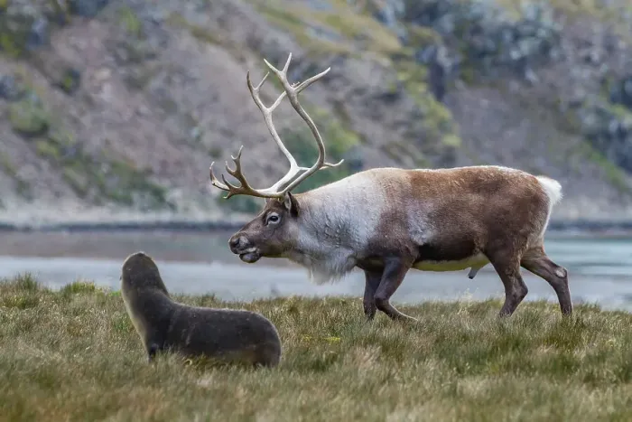 Framed Print : An adult bull introduced reindeer (Rangifer tarandus) before eradication in Stromness Bay, South Georgia, Polar Regions