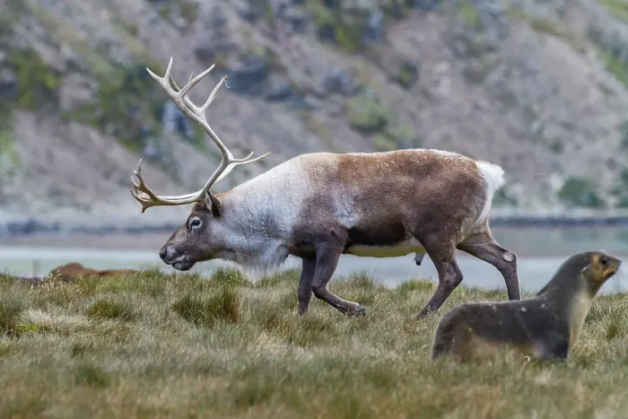 Framed Print : An adult bull introduced reindeer (Rangifer tarandus) before eradication in Stromness Bay, South Georgia, Polar Regions