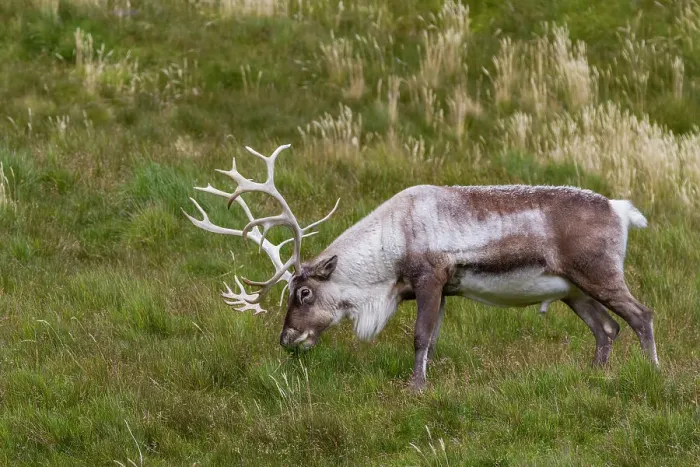 Framed Print : An adult bull introduced reindeer (Rangifer tarandus) before eradication in Stromness Bay, South Georgia, Polar Regions