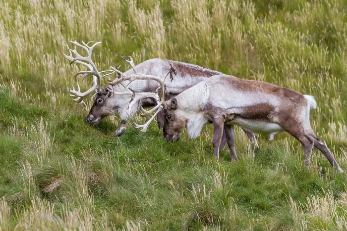 Framed Print : Adult bull introduced reindeer (Rangifer tarandus) before eradication in Stromness Bay, South Georgia, Polar Regions
